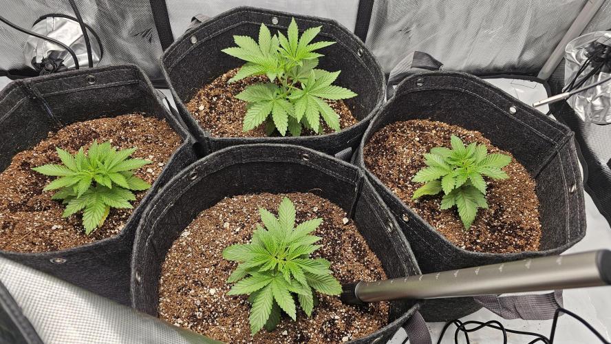 Nuclear Power 1st Solo Run. Week 5