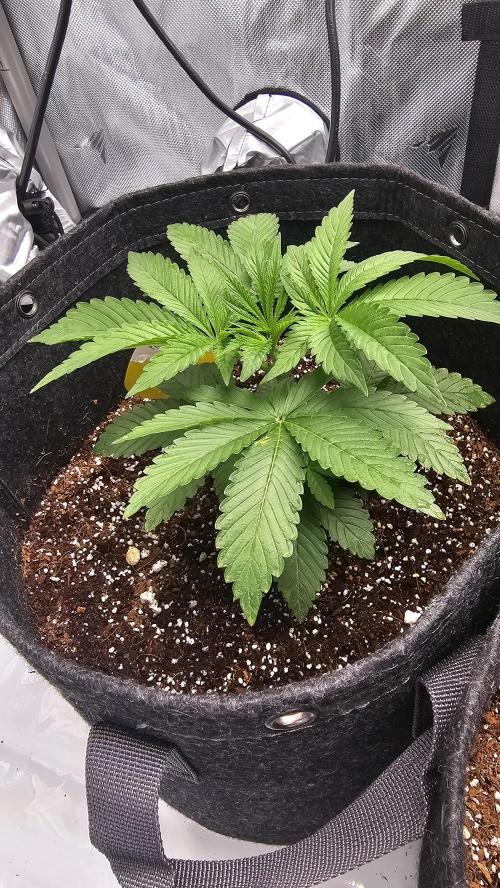 Nuclear Power 1st Solo Run. Week 5