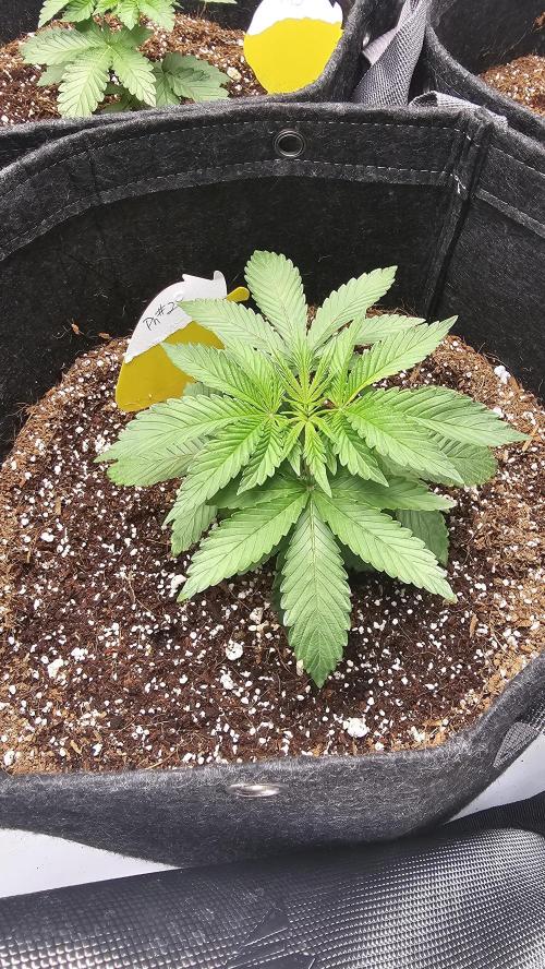 Nuclear Power 1st Solo Run. Week 5