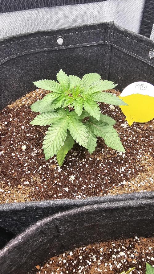 Nuclear Power 1st Solo Run. Week 5