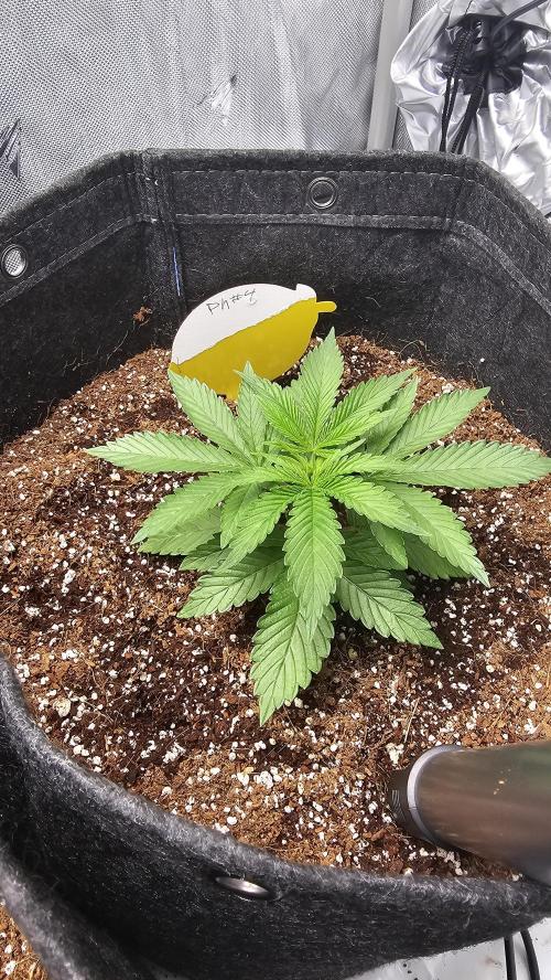 Nuclear Power 1st Solo Run. Week 5
