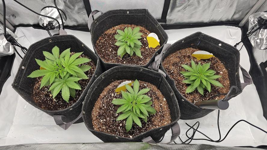 Nuclear Power 1st Solo Run. Week 5