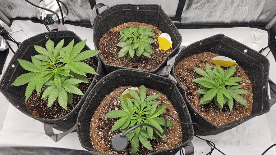 Nuclear Power 1st Solo Run. Week 5