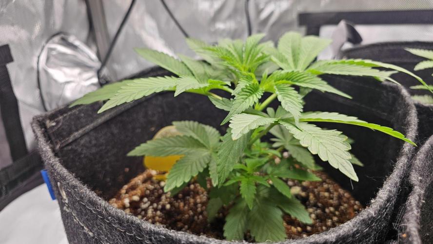 Nuclear Power 1st Solo Run. Week 5