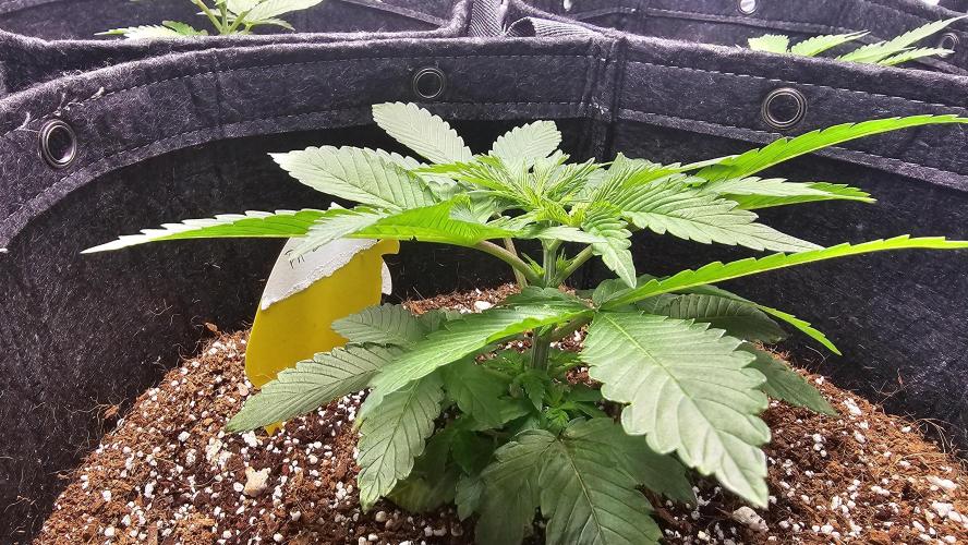 Nuclear Power 1st Solo Run. Week 5