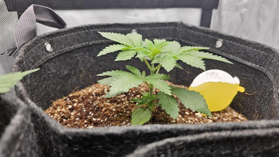 Nuclear Power 1st Solo Run. Week 5