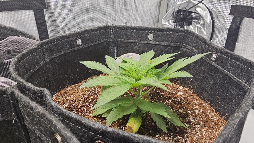 Nuclear Power 1st Solo Run. Week 5