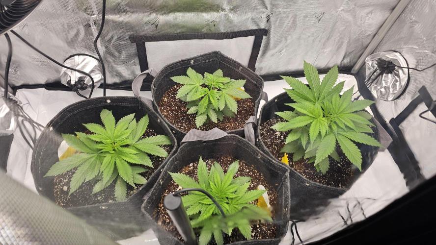 Nuclear Power 1st Solo Run. Week 5