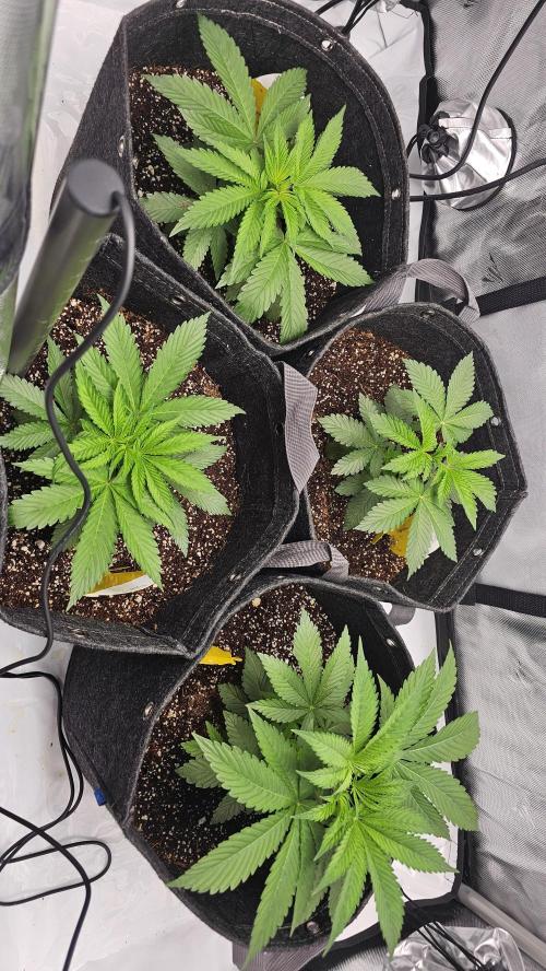 Nuclear Power 1st Solo Run. Week 5