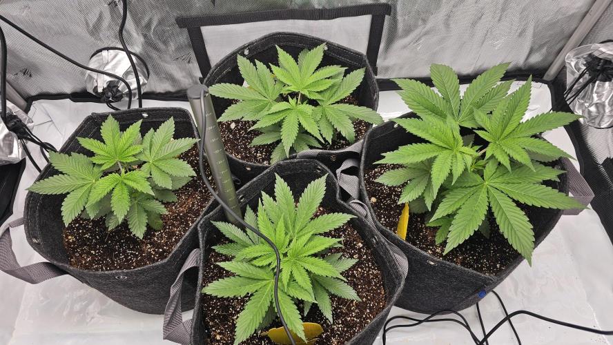 Nuclear Power 1st Solo Run. Week 5