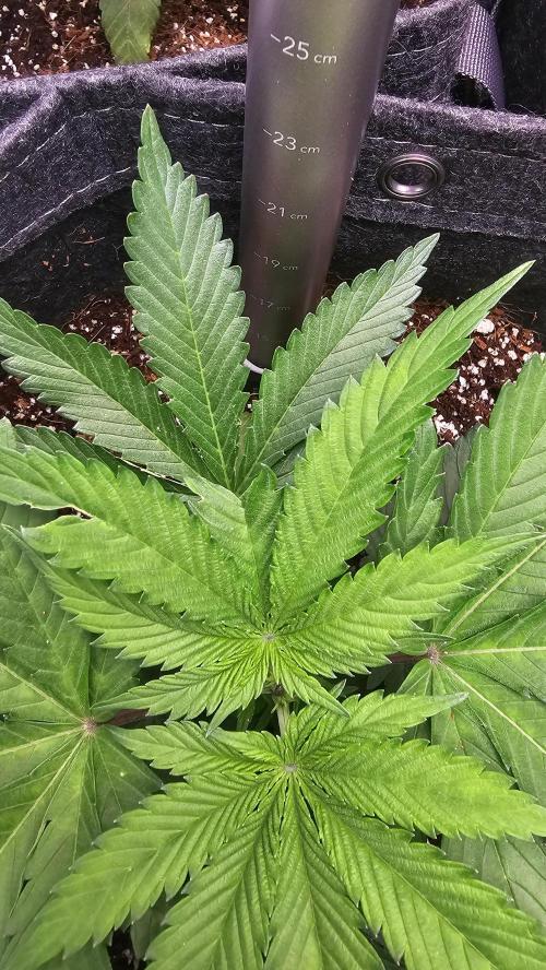 Nuclear Power 1st Solo Run. Week 5 - Some how must have knicked this leaf sometime.