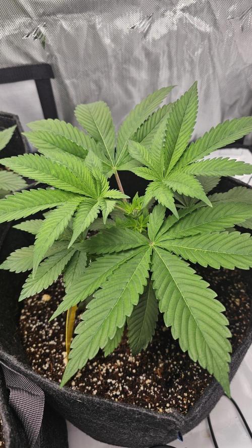 Nuclear Power 1st Solo Run. Week 5
