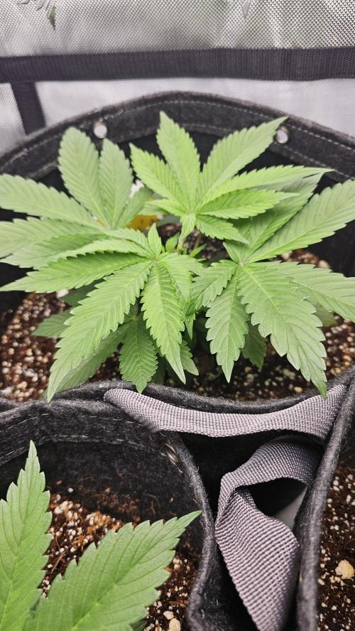 Nuclear Power 1st Solo Run. Week 5