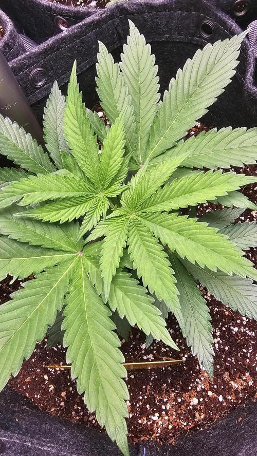 Nuclear Power 1st Solo Run. Week 5