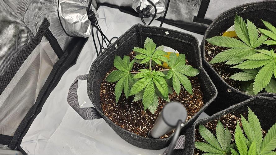 Nuclear Power 1st Solo Run. Week 5