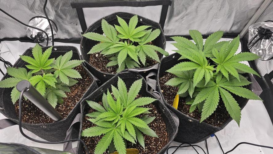 Advance Grow Tent System 2x4, Integrated Smart Controls. Week 5
