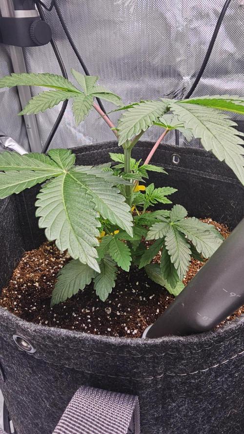 Nuclear Power 1st Solo Run. Week 6