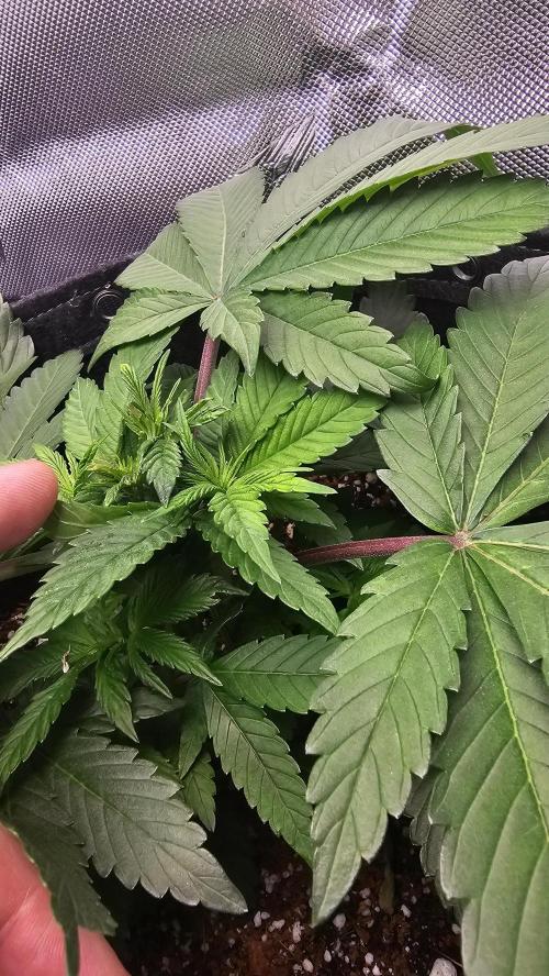 Nuclear Power 1st Solo Run. Week 6