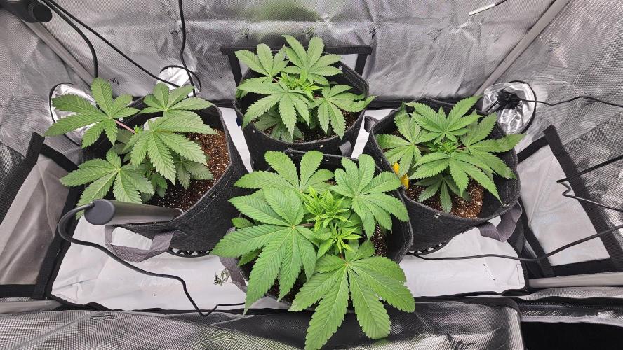 Nuclear Power 1st Solo Run. Week 6