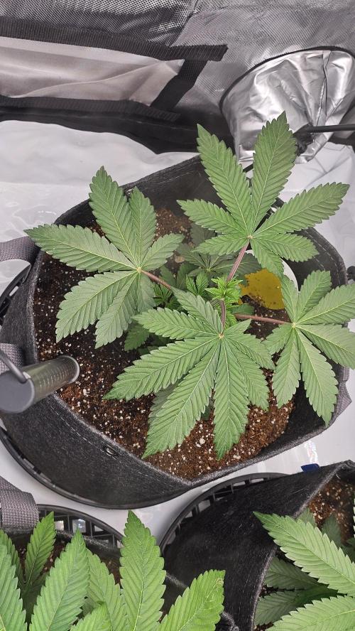 Nuclear Power 1st Solo Run. Week 6