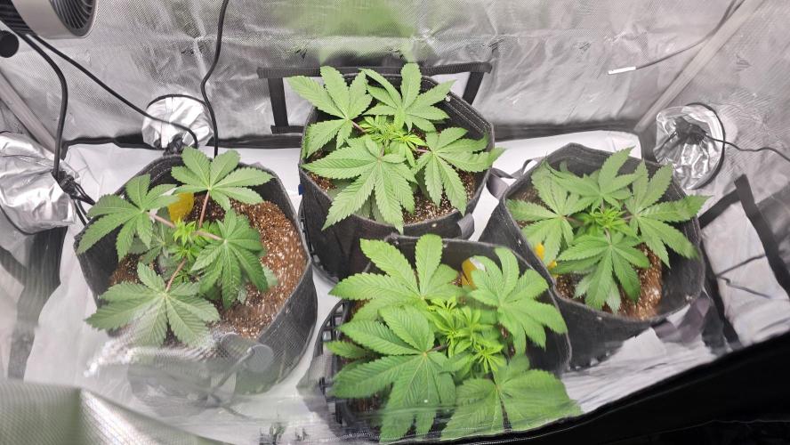 Nuclear Power 1st Solo Run. Week 6