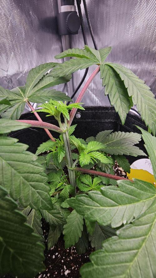 Nuclear Power 1st Solo Run. Week 6
