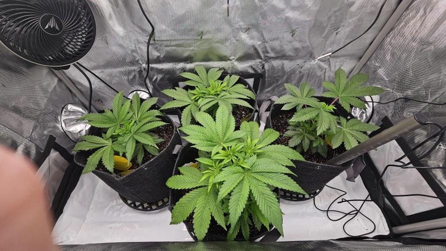 Nuclear Power 1st Solo Run. Week 6