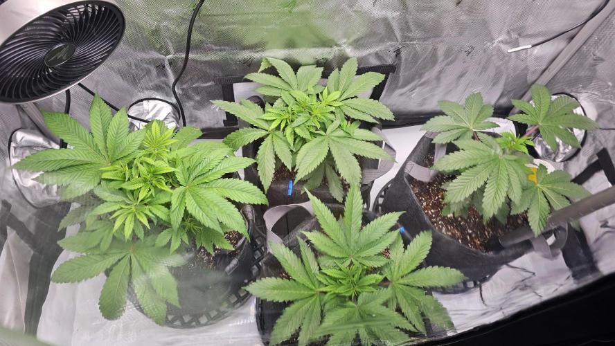 Nuclear Power 1st Solo Run. Week 6