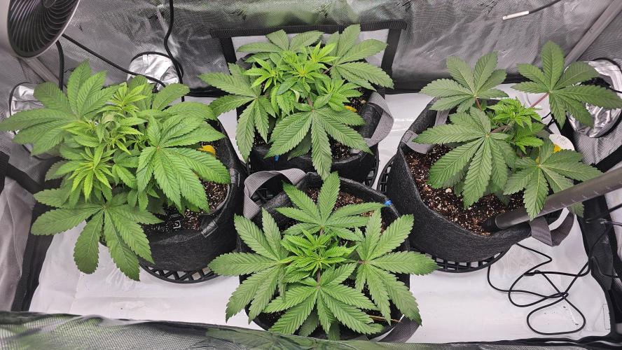 Advance Grow Tent System 2x4, Integrated Smart Controls. Week 6