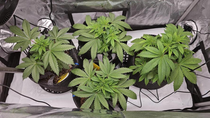 Nuclear Power 1st Solo Run. Week 7