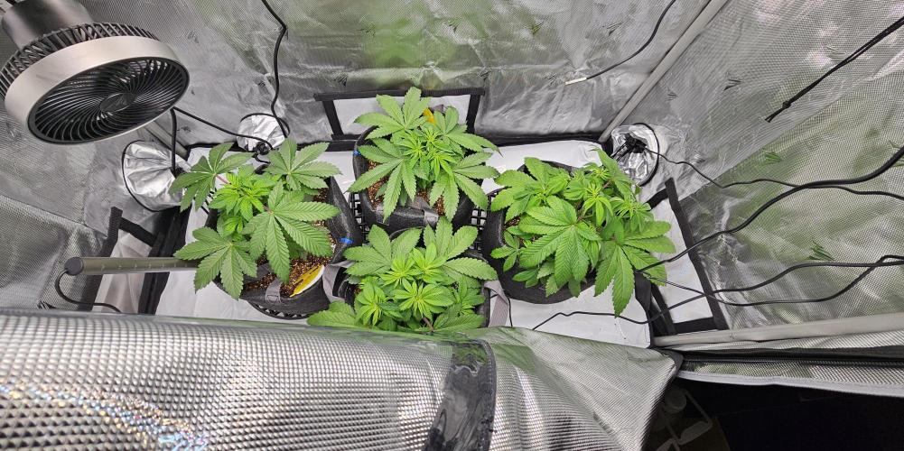 Nuclear Power 1st Solo Run. Week 7