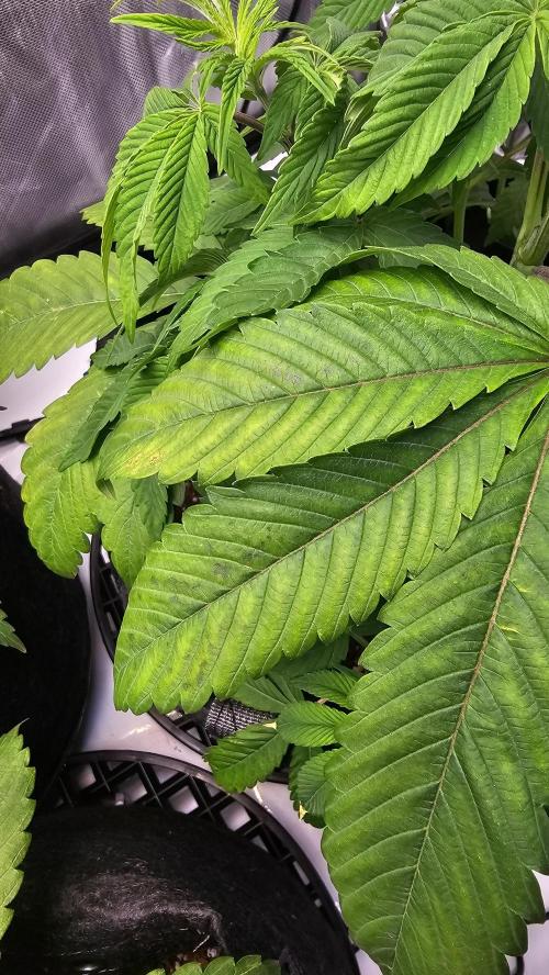 Nuclear Power 1st Solo Run. Week 7 - Had some stress from LST. 