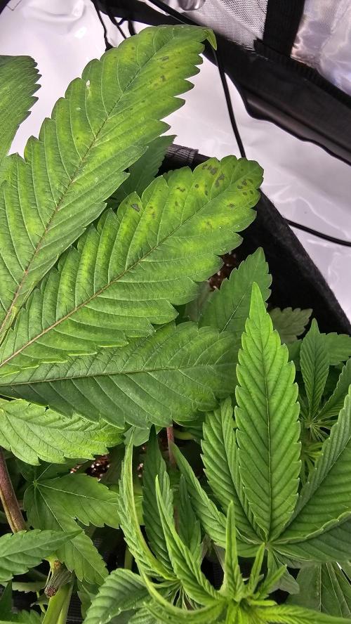 Nuclear Power 1st Solo Run. Week 7 - Again LST stress. These took the most stress. 