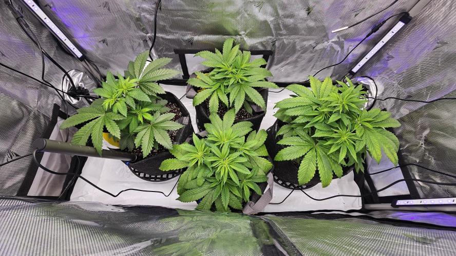 Nuclear Power 1st Solo Run. Week 7