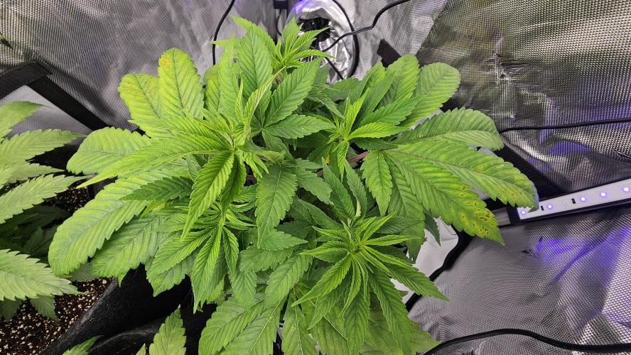 Nuclear Power 1st Solo Run. Week 7