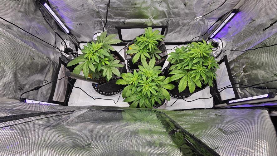 Nuclear Power 1st Solo Run. Week 7 - Added side LEDs for UV and supplemental light