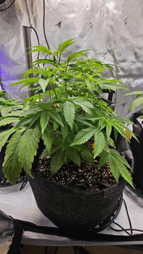 Nuclear Power 1st Solo Run. Week 7