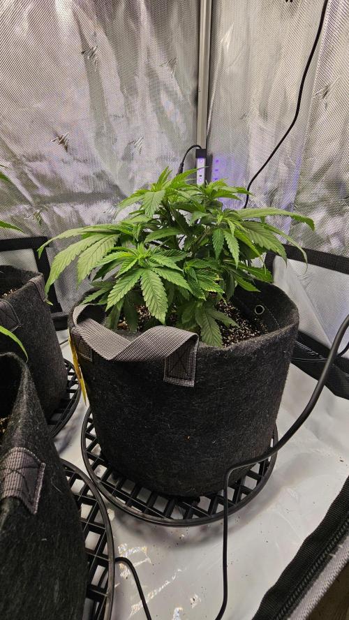 Nuclear Power 1st Solo Run. Week 7