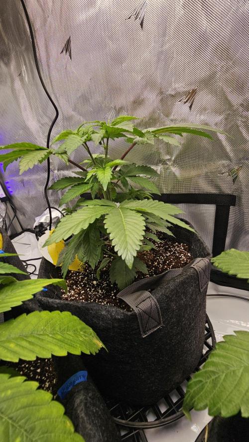 Nuclear Power 1st Solo Run. Week 7