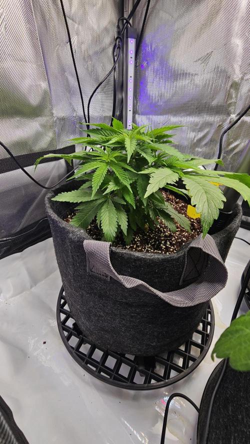 Nuclear Power 1st Solo Run. Week 7