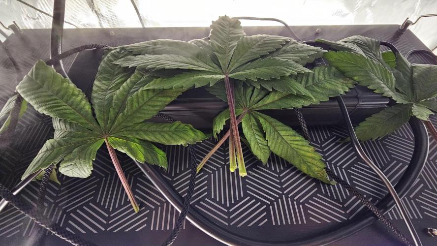 Nuclear Power 1st Solo Run. Week 7