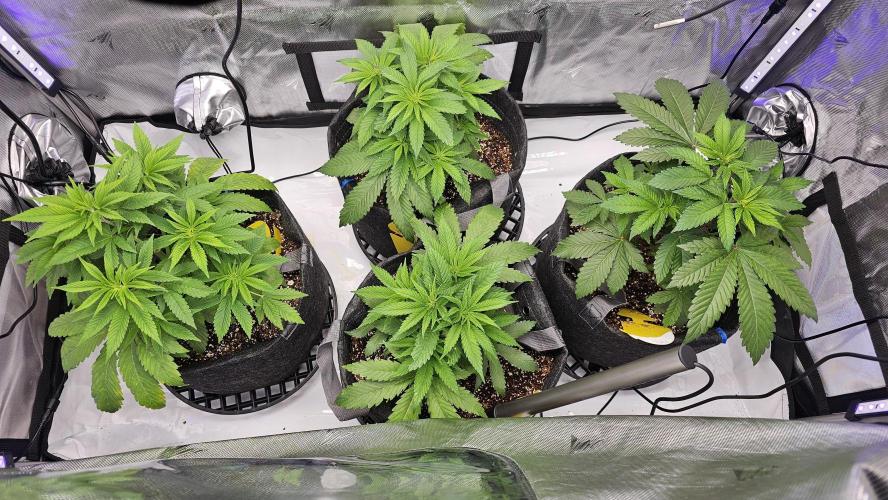 Nuclear Power 1st Solo Run. Week 7