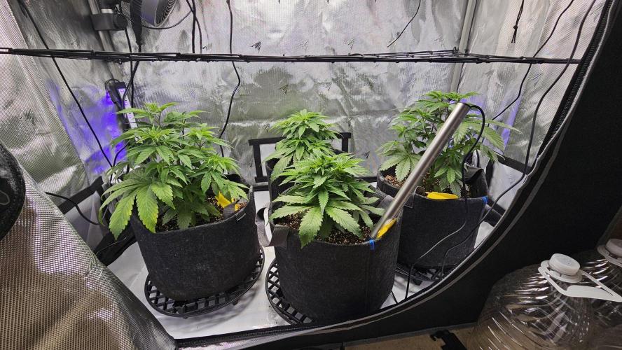 Nuclear Power 1st Solo Run. Week 7