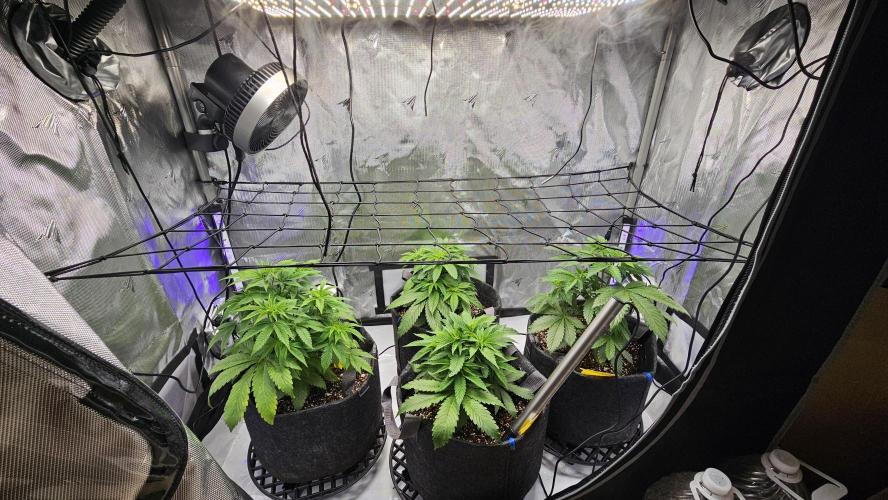 Nuclear Power 1st Solo Run. Week 7