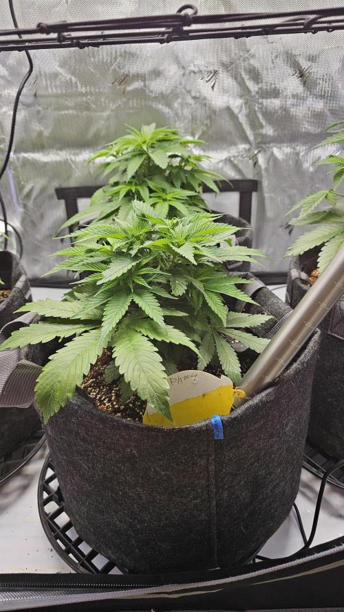 Nuclear Power 1st Solo Run. Week 7