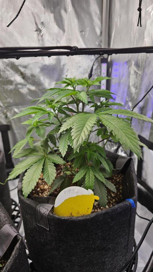 Nuclear Power 1st Solo Run. Week 7