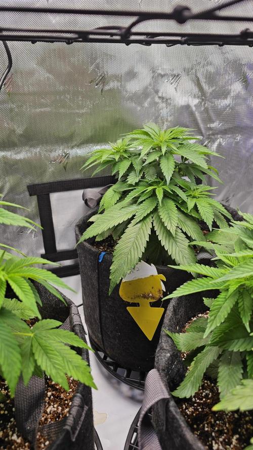 Nuclear Power 1st Solo Run. Week 7