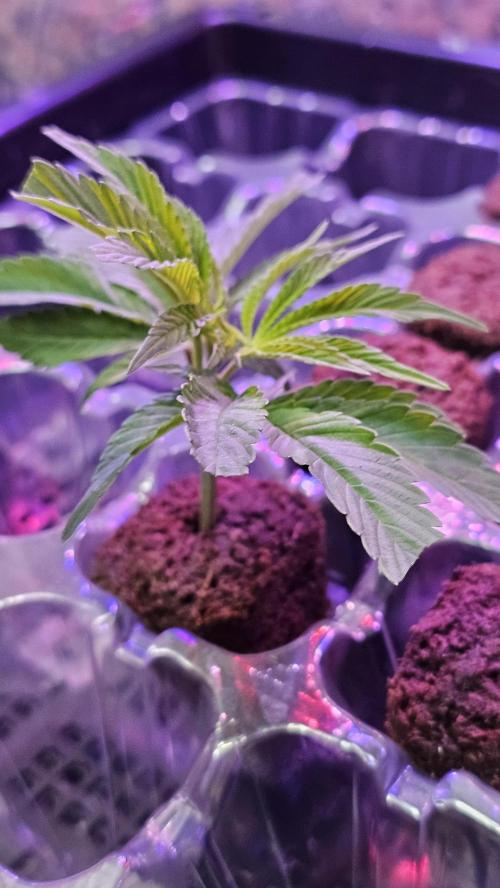 Nuclear Power 1st Solo Run. Week 8