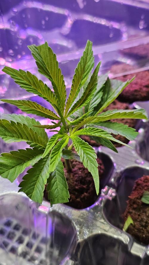 Nuclear Power 1st Solo Run. Week 8