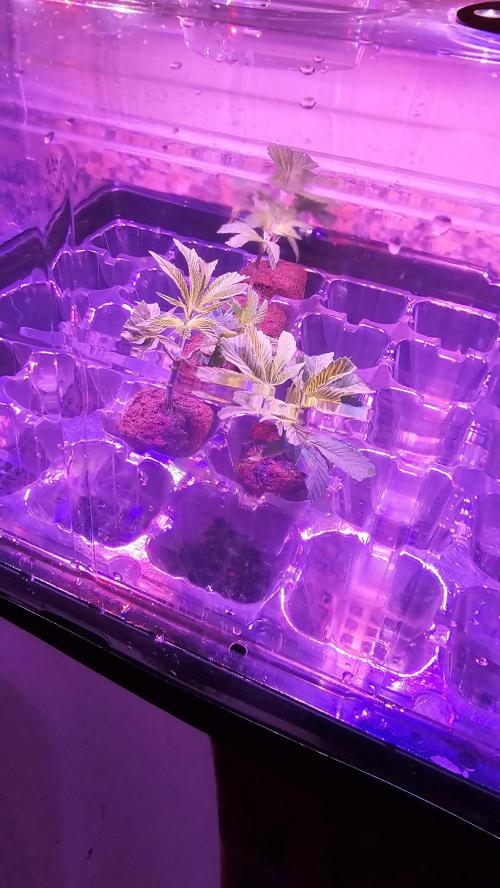Nuclear Power 1st Solo Run. Week 8